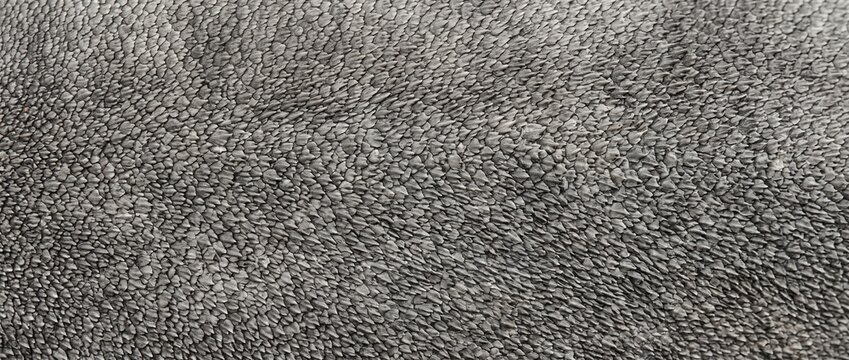 Shark skin texture. Detailed macro view of small overlapping dermal denticles. Marine animal skin surface background
