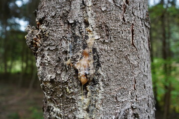 Fototapeta premium Resin oozing from a spruce trunk. Gundelshausen – Bavaria, Germany.