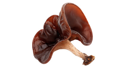 Fresh raw brown wood ear auricularia mushroom isolated on transparent background © Oliver