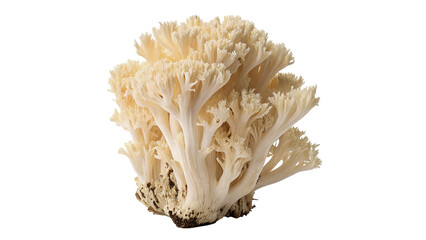 Fresh raw white cauliflower mushroom Sparassis crispa isolated on transparent background © Felix