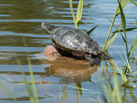 Red-eared slider turtle, Trachemys scripta elegans, basking on a rock in a pond