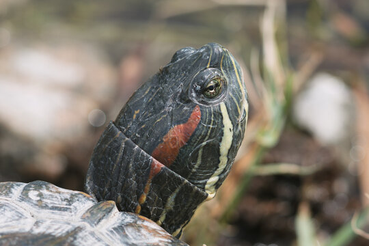 Extreme close-up of a wild red-eared slider turtle head showing detailed eye and skin texture