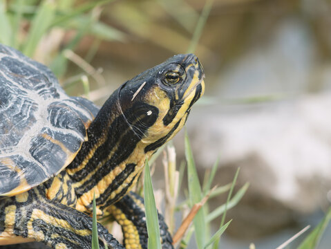 Yellow-bellied slider turtle Trachemys scripta scripta close-up profile by water
