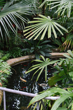 Goldfish Pond Surrounded by Licuala Spinosa Palms in Greenhouse
