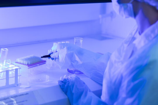 Women scientist handles laboratory samples inside safety cabinet while wearing protective gear. scientist, laboratory, research, biosafety, science. Biosafety research concept.