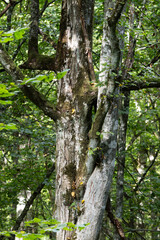 Obraz premium Ancient trees growing in Bialowieza Forest nature reserve
