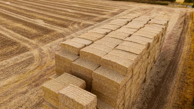 Stacked straw bales in harvested agricultural field after cereal crop season. Large rectangular hay bale storage for livestock farming and animal feed. Rural agribusiness landscape with dry farmland