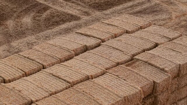 Large bale stockpile on dry harvested field with visible tractor tracks and stubble. Organized straw storage near farmland after summer harvest. Agricultural supply chain, cattle farming and seasonal
