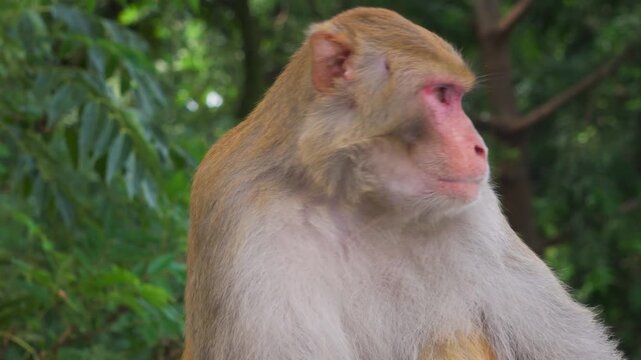 Rhesus macaque portrait in green forest