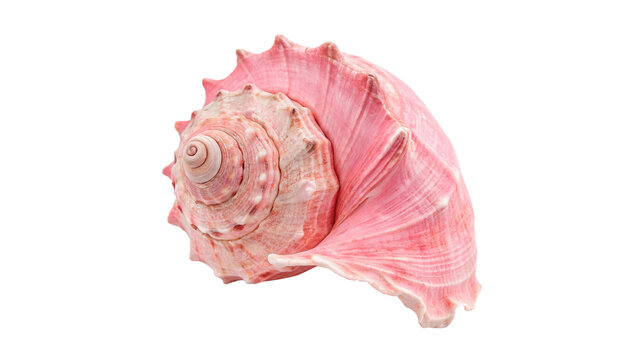 Beautiful pink spiral conch seashell marine ornament isolated on transparent background