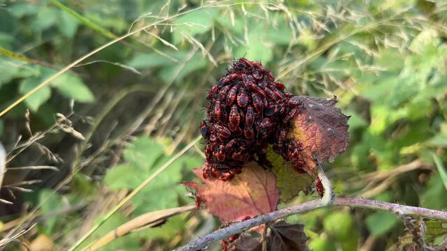 Aggregation of nymphs and adult firebugs (Pyrrhocoris apterus) on the leaves. (Autumn, Dniester delta).