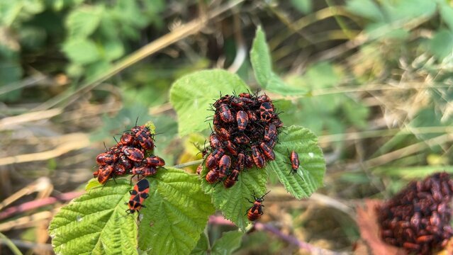 Aggregation of nymphs and adult firebugs (Pyrrhocoris apterus) on the leaves. (Autumn, Dniester delta).