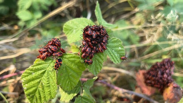 Aggregation of nymphs and adult firebugs (Pyrrhocoris apterus) on the leaves. (Autumn, Dniester delta).