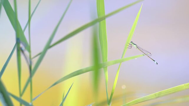 Immature male blue-tailed damselfly with blurred mature pair of blue-tailed damselflies in mating wheel position on common reed in blurred foreground. Phragmites australis, Indre-et-Loire, France