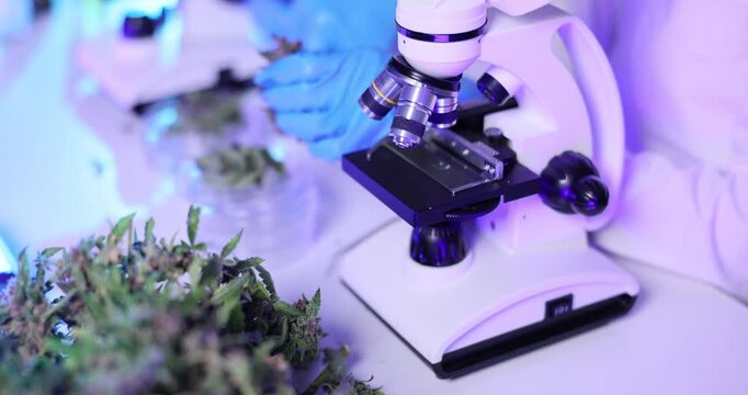 Researcher examines cannabis flower bud under powerful laboratory microscope. Botanical research in modern laboratory environment. Slow motion