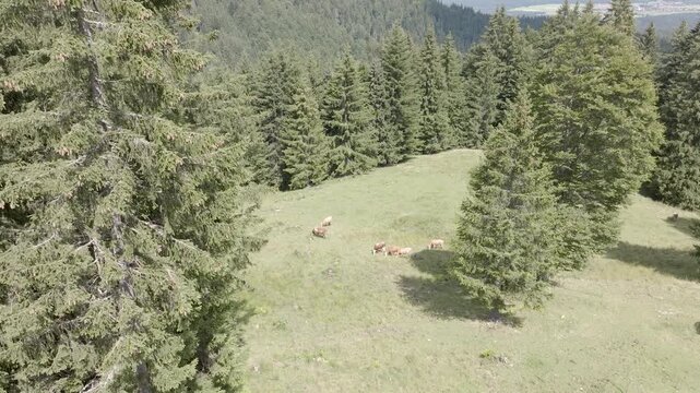 Cows grazing on alpine meadow surrounded by forest in the Bavarian Alps