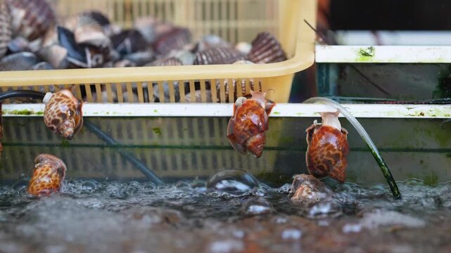 Exotic fresh snails selling at street fish market in Thailand trying to escape from pool, freshly caught clams in aquarium on sale at seafood bazaar, local food delicacies for tourists and locals.