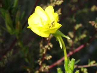 A stink bug resting inside the cup-shaped flower of a yellow evening primrose, surrounded by delicate petals and green foliage. A natural close-up showing the small details of a summer meadow. © Angelika