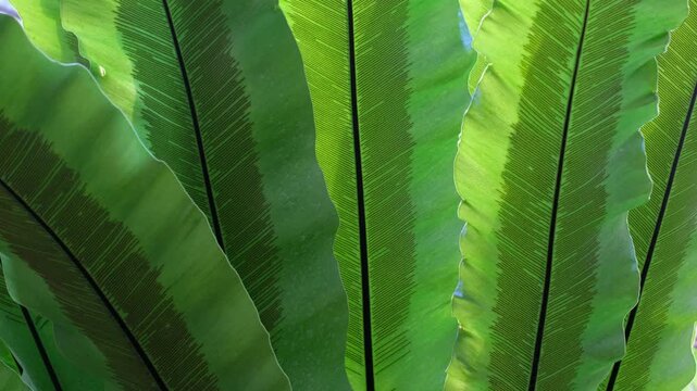 Bird's Nest Fern (Asplenium Nidus) Close-Up - Large Tropical Fern Indonesia