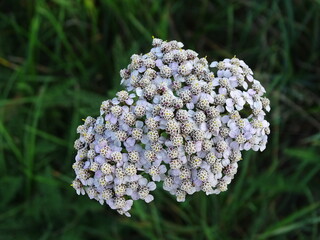 Common yarrow (Achillea millefolium) growing naturally in a meadow, with clusters of small white flowers above delicate green foliage. A simple summer nature scene showing a common wildflower in its n © Angelika