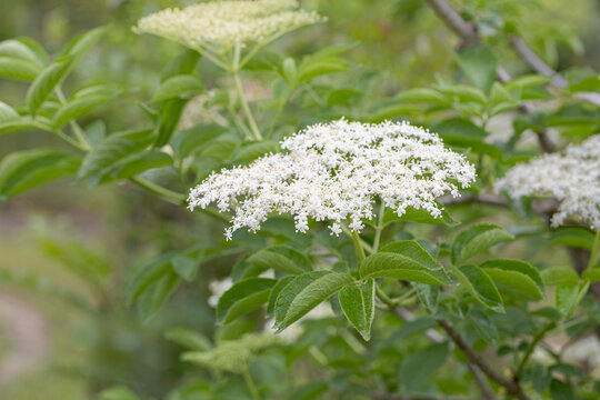 Elderflower / blossoms of sambucus nigra