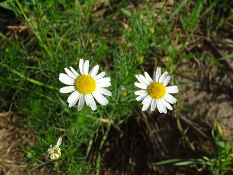Two delicate daisies growing together in a grassy meadow, surrounded by soft green vegetation. A simple and natural summer scene featuring wildflowers.
