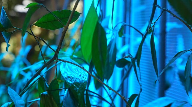 Green leaves and branches glow under intense blue artificial light in a dark indoor setting. Concept of futuristic botanical imagery for technology ads, blogs, banners and design.