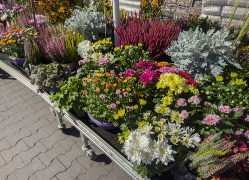 Colorful Plants and Flowers for Autumn Planting in Garden Shop