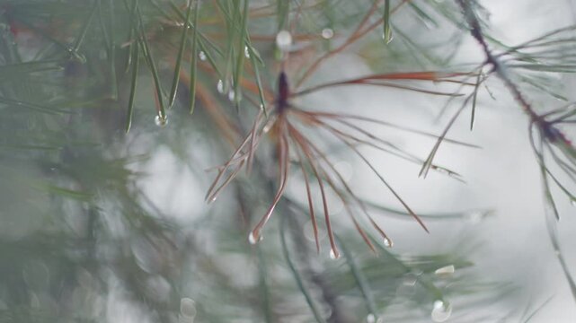 Branch of the pine tree in the wet pine forest after the summer rain
