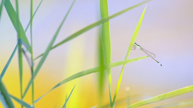 Immature male blue-tailed damselfly with blurred mature pair of blue-tailed damselflies in mating wheel position on common reed in blurred foreground. Phragmites australis, Indre-et-Loire, France