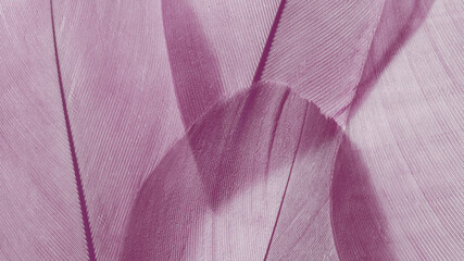 Nature pattern of muted purple bird feathers, beautiful natural texture with delicate detail, feather closeup. Soft plumage macro photo. Smooth gradient natural geometric lines beauty-inspired visual. © yrabota