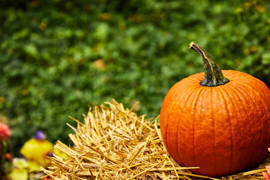Orange Pumpkin on a Straw Bale with Lush Green Foliage Background