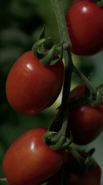 Vertical Slow Motion Video Of Camera Panning Down Red Cherry Tomatoes On Vine