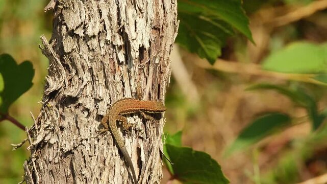 Common wall lizard resting on rough grapevine bark in warm sunlight with green leaves in the background.