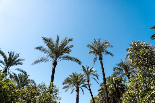 palm trees landscape spain 