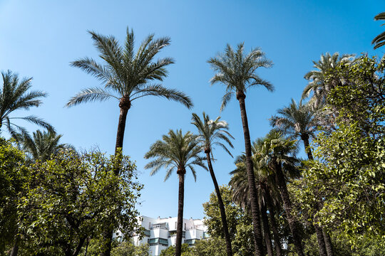 palm trees under blue sky in spain cordoba 