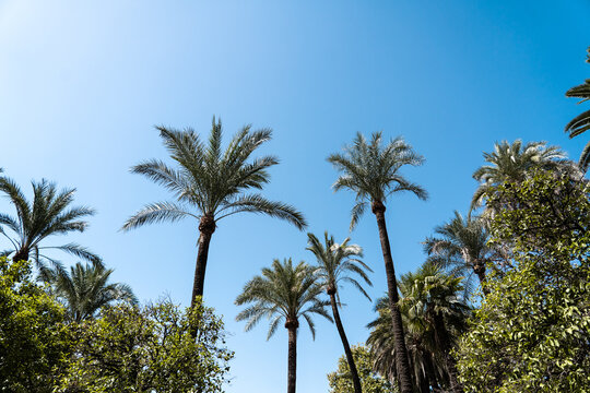 palm trees against sky