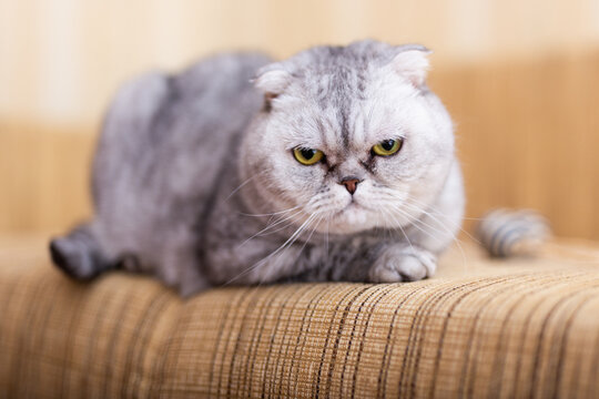 purebred cat is resting on the sofa