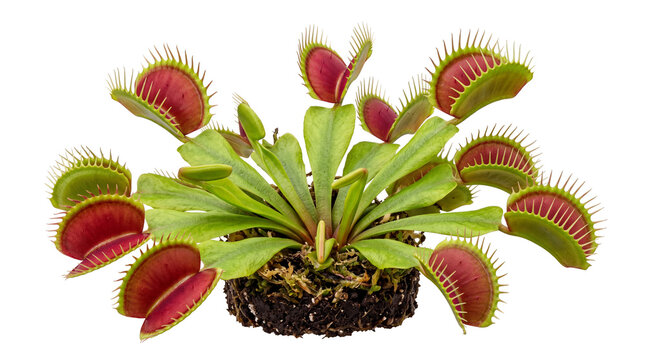 Realistic isolated Venus flytrap carnivorous plant, green rosette leaves with multiple open trap jaws, vibrant red inner surfaces, detailed tooth-like cilia edges, natural plant texture, small visible