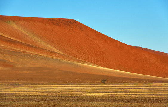 Desert landscape - sand dunes, savanna and grass