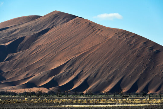 Desert landscape - sand dunes, savanna and grass