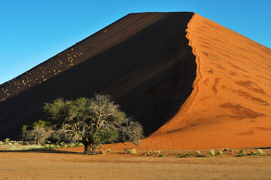 Desert landscape - sand dunes, savanna and grass