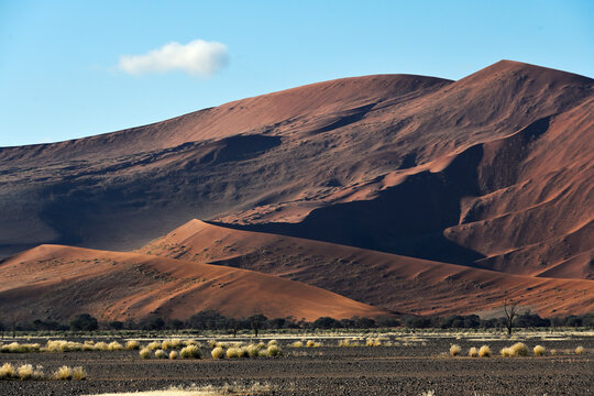 Desert landscape - sand dunes, savanna and grass
