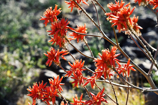 Coral Tree (Erythrina x bidwillii).