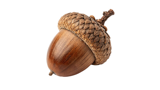 Single dry brown oak tree acorn nut autumn isolated on transparent background