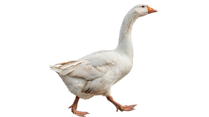 Wild white goose bird walking sideways farm fauna isolated on transparent background © Mr. Stone