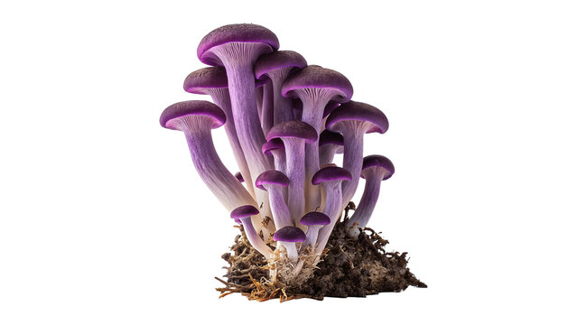 Bunch of fresh raw purple amethyst deceiver mushrooms isolated on transparent background