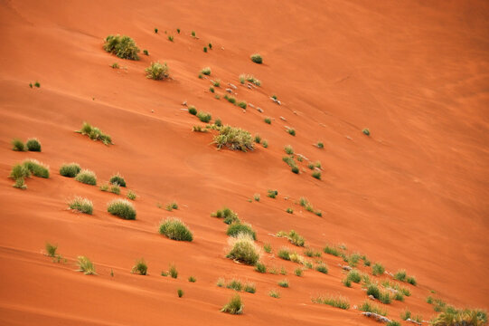 Desert landscape - sand dunes, savanna and grass