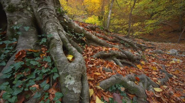 Massive tree roots covered with ivy and orange leaves spread inside forest during smooth zoom out slider motion. Cinematic seasonal wilderness video footage provides textured design element.
