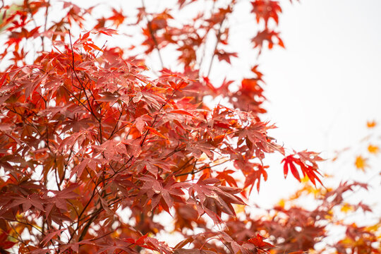 Beautiful autumn maple tree leaves with orange and red foliage against blue sky.